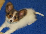 Chiots de race Épagneul Nain Continental Papillon à vendre (2 femelles & 2 mâles)
