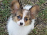 Chiots de race Épagneul Nain Continental Papillon à vendre (2 femelles & 2 mâles)