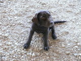 Chiot de race Labrador Retriever femelle à vendre