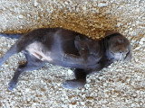 Chiot de race Labrador Retriever femelle à vendre