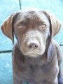 Chiot de race Labrador Retriever femelle à vendre