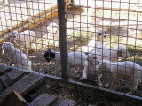 Chiots de race Setter Anglais à vendre (8 femelles & 8 mâles)