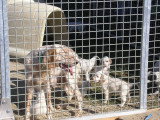 Chiots de race Setter Anglais à vendre (8 femelles & 8 mâles)