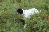 Chien adulte de race Setter Anglais mâle à vendre