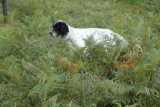 Chien adulte de race Setter Anglais mâle à vendre