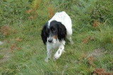Chien adulte de race Setter Anglais mâle à vendre