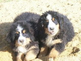 Chiots de race Bouvier Bernois à vendre (2 femelles & 2 mâles)