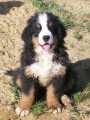 Chiots de race Bouvier Bernois à vendre (2 femelles & 2 mâles)