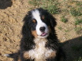 Chiots de race Bouvier Bernois à vendre (2 femelles & 2 mâles)