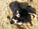 Chiots de race Bouvier Bernois à vendre (2 femelles & 2 mâles)