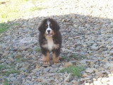 Chiots de race Bouvier Bernois à vendre (2 femelles & 2 mâles)