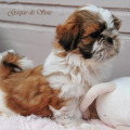 Chien de race Shih Tzu femelle à vendre