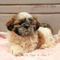 Chien de race Shih Tzu femelle à vendre