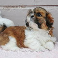 Chien de race Shih Tzu femelle à vendre
