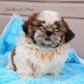 Chien de race Shih Tzu femelle à vendre