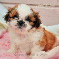 Chien de race Shih Tzu femelle à vendre