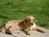 Chiots de race Golden Retriever à vendre (3 femelles & 3 mâles)