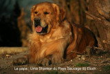 Chiots de race Golden Retriever à vendre (3 femelles & 3 mâles)