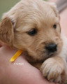 Chiots de race Golden Retriever à vendre (3 femelles & 3 mâles)