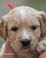 Chiots de race Golden Retriever à vendre (3 femelles & 3 mâles)