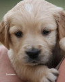 Chiots de race Golden Retriever à vendre (3 femelles & 3 mâles)