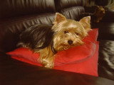 Chiots de race Yorkshire Terrier à vendre (1 femelle & 1 mâle)