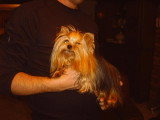 Chiots de race Yorkshire Terrier à vendre (1 femelle & 1 mâle)