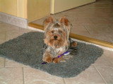 Chiots de race Yorkshire Terrier à vendre (1 femelle & 1 mâle)