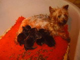 Chiots de race Yorkshire Terrier à vendre (1 femelle & 1 mâle)