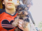 Chiots de race Yorkshire Terrier à vendre (1 femelle & 1 mâle)