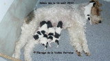 Chiots de race Fox Terrier à Poil Dur à vendre (4 femelles & 4 mâles)
