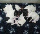 Chiots de race Fox Terrier à Poil Dur à vendre (4 femelles & 4 mâles)