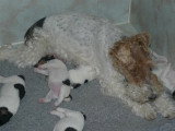 Chiots de race Fox Terrier à Poil Dur à vendre (4 femelles & 4 mâles)
