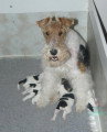 Chiots de race Fox Terrier à Poil Dur à vendre (4 femelles & 4 mâles)