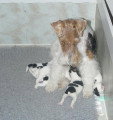 Chiots de race Fox Terrier à Poil Dur à vendre (4 femelles & 4 mâles)