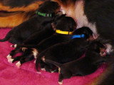 Chiots de race Bouvier Bernois à vendre (6 femelles & 6 mâles)