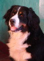 Chiots de race Bouvier Bernois à vendre (6 femelles & 6 mâles)