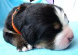 Chiots de race Bouvier Bernois à vendre (6 femelles & 6 mâles)