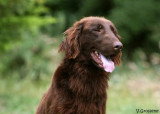 Chiot de race Retriever à Poil Plat femelle à vendre