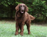 Chiot de race Retriever à Poil Plat femelle à vendre