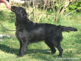 Chiot de race Retriever à Poil Plat femelle à vendre