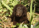 Chiot de race Retriever à Poil Plat femelle à vendre