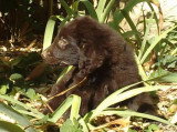 Chiot de race Retriever à Poil Plat femelle à vendre