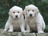 Chien de race Golden Retriever femelle à vendre