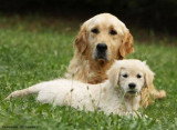 Chien de race Golden Retriever femelle à vendre