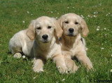 Chien de race Golden Retriever femelle à vendre