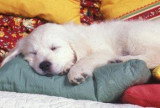 Chien de race Golden Retriever femelle à vendre