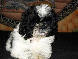 Chiots de race Shih Tzu à vendre (2 femelles & 2 mâles)