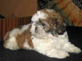 Chiots de race Shih Tzu à vendre (2 femelles & 2 mâles)