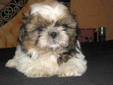 Chiots de race Shih Tzu à vendre (2 femelles & 2 mâles)